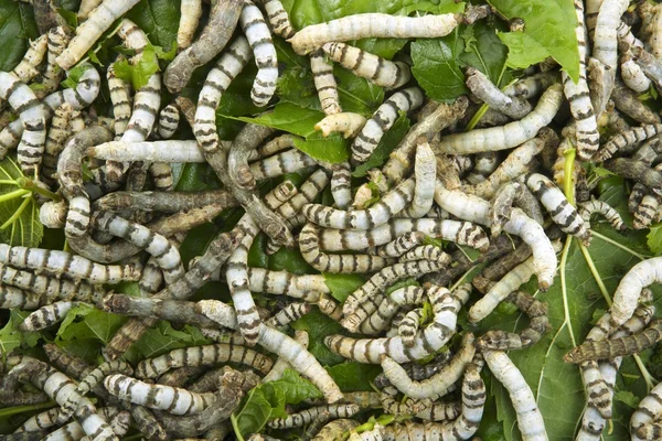 Gusanos de seda comiendo hojas de morera de cerca — Foto de Stock