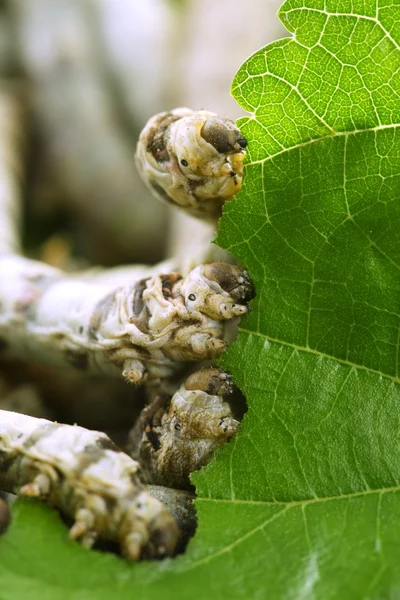Bichos-da-seda comer folha de amoreira close-up — Fotografia de Stock