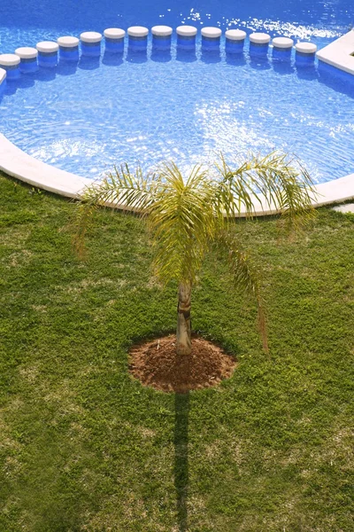Yuvarlak mavi Yüzme Havuzu palmiye ağaç bahçe — Stok fotoğraf