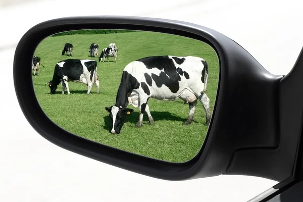 Rearview car driving mirror view meadow cow — Stock Photo, Image
