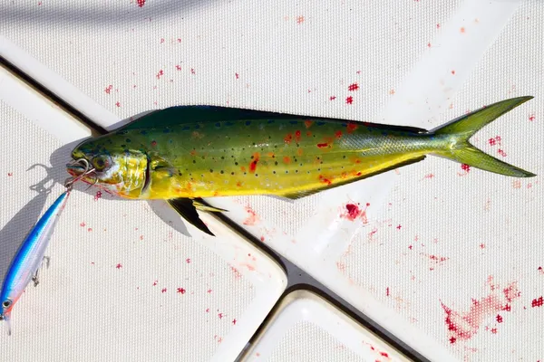 돌고래 물고기 피 묻은 스포츠 미끼와 낚시 — 스톡 사진