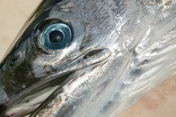 Pesce lancia mediterraneo testa di pesce tamburo tetrapturus belone — Foto Stock