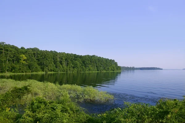 stock image Nature