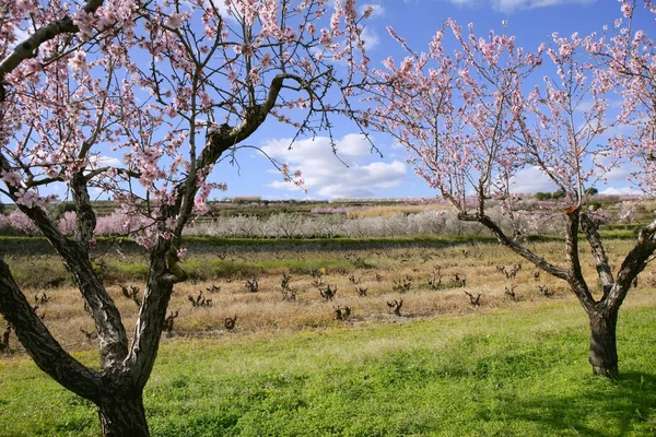アーモンドの花の木フィールド ピンクの白い花 — ストック写真