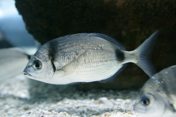 Diplodus vulgaris white sea bream fish — Stock Photo, Image