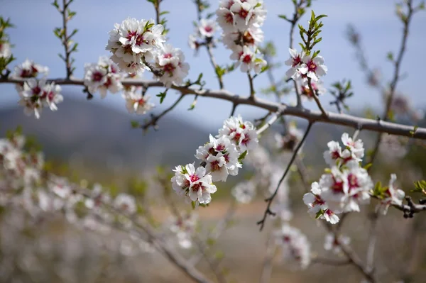 बादाम फूल पेड़ फील्ड गुलाबी सफेद फूल — स्टॉक फ़ोटो, इमेज