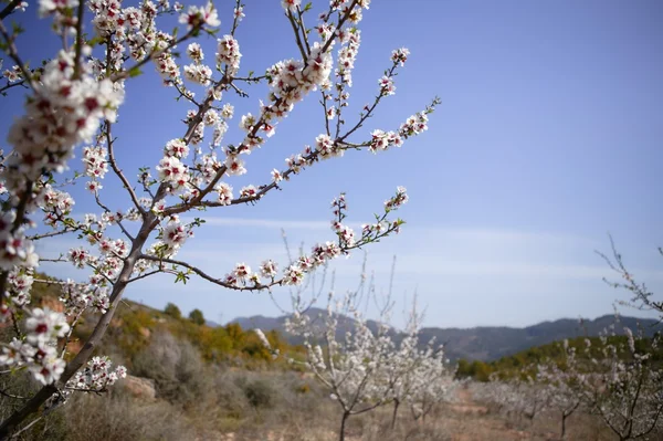 Mandlový květ stromů pole růžové bílé květy — Stock fotografie