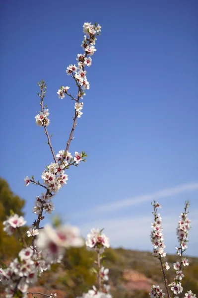 杏仁花卉树木场粉红白花 — 图库照片