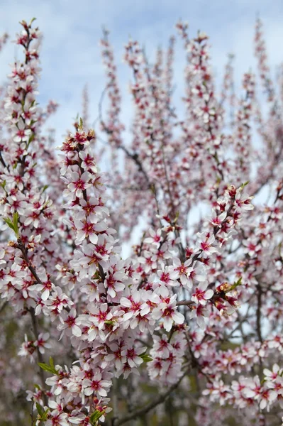 Badem çiçeği ağaçlar alan bahar sezonu — Stok fotoğraf