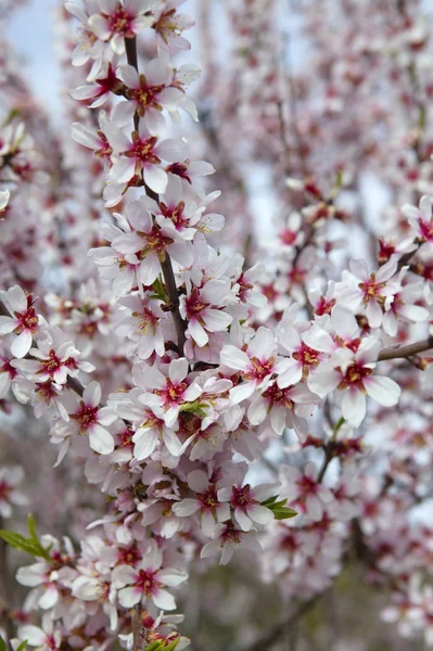 杏仁花卉树木字段在春天的季节 — 图库照片