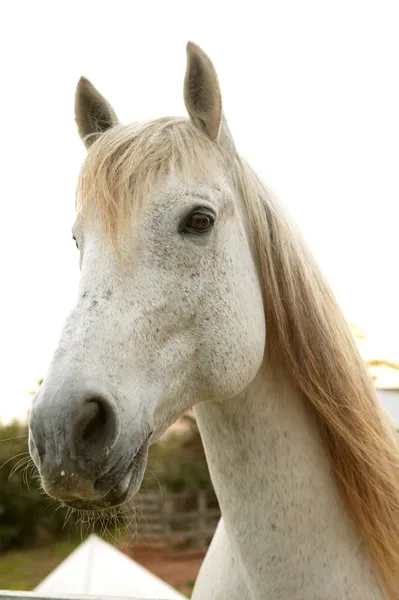 Güzel beyaz at kameraya bakıyor — Stok fotoğraf