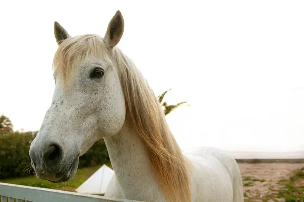Belo cavalo branco olhando para a câmera — Fotografia de Stock