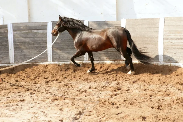 Drezura koní v kruhové arény s lanem — Stock fotografie