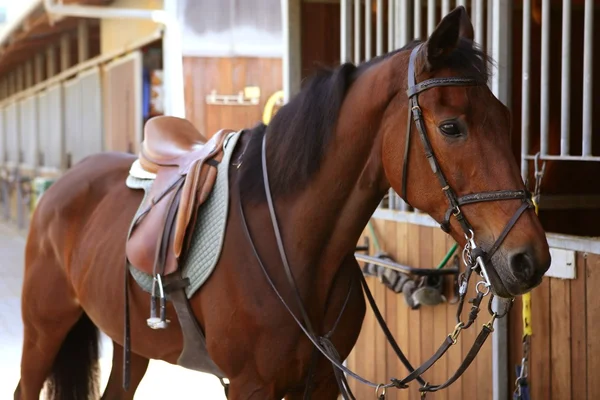 Brązowy koń z siodła i stery — Zdjęcie stockowe