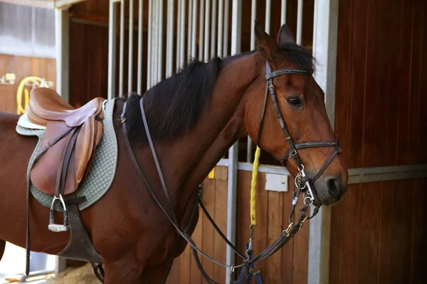 Cavalo castanho com sela e rédeas — Fotografia de Stock