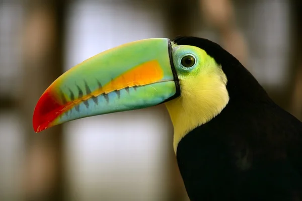 Kee facturado tucán pájaro colorido —  Fotos de Stock