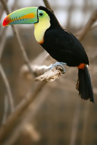 Kee faturado pássaro tucano colorido — Fotografia de Stock