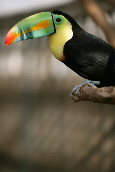 Kee billed Toucan bird colorful — Stock Photo, Image