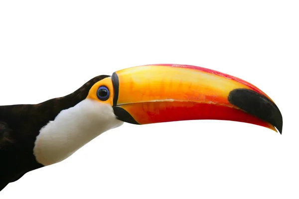 Uccello tucano colorato su sfondo bianco — Foto Stock