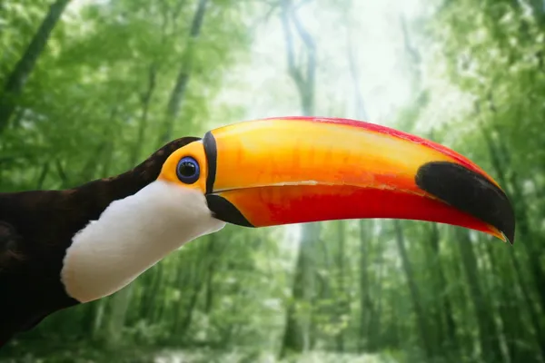 Kee faturado pássaro tucano colorido — Fotografia de Stock