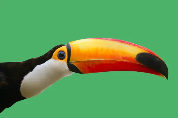 Uccello tucano colorato su sfondo verde — Foto Stock