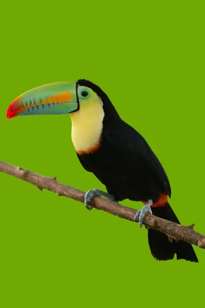Tukán madár színes zöld háttérben — Stock Fotó
