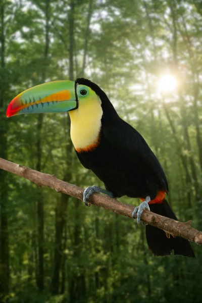 Kee fatturati uccello tucano colorato — Foto Stock