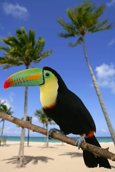 Kee facturado tucán pájaro colorido —  Fotos de Stock