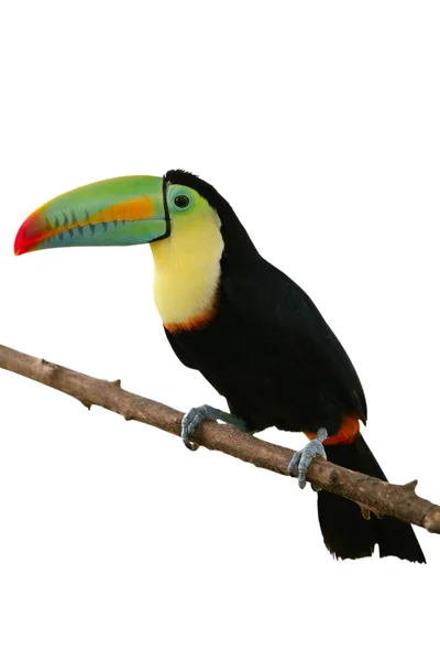 Toucan fågel färgglada i vit bakgrund — Stockfoto