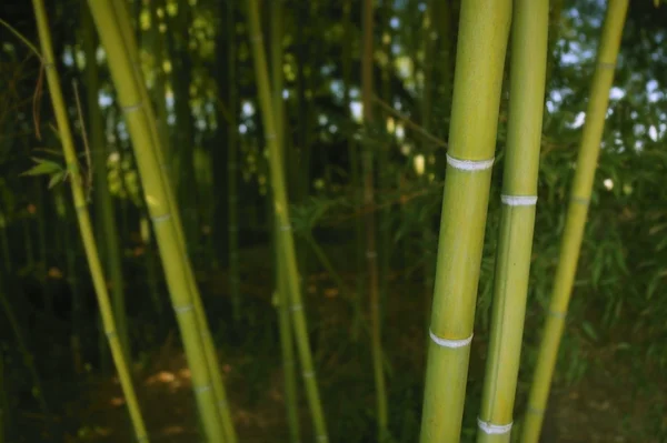 Bambu grön sockerrör plantage — Stockfoto