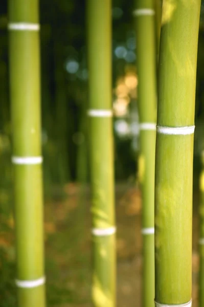 대나무 지팡이 녹색 농 원 — 스톡 사진