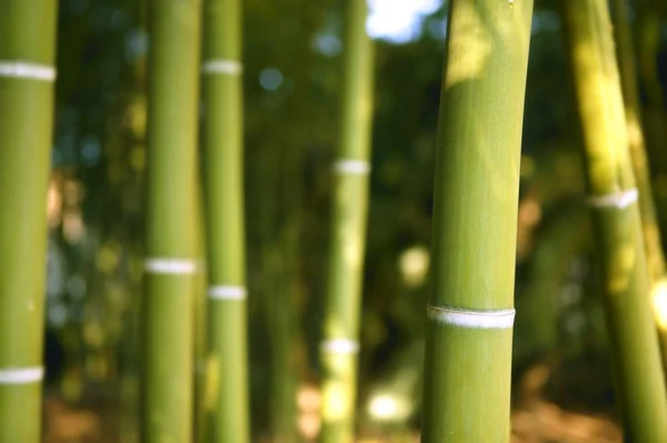 Plantation verte de canne à bambou — Photo