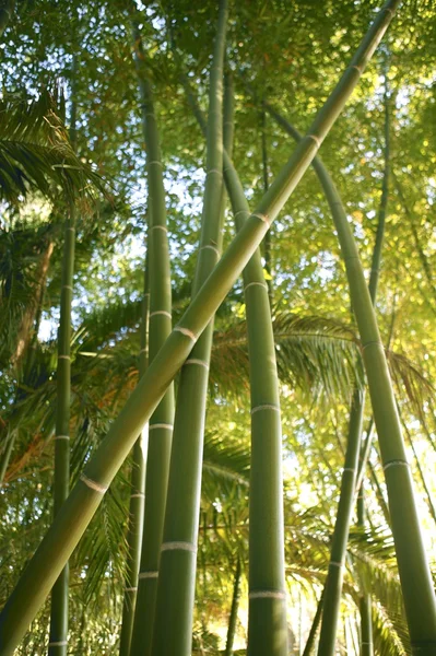 竹の緑のサトウキビのプランテーション — ストック写真