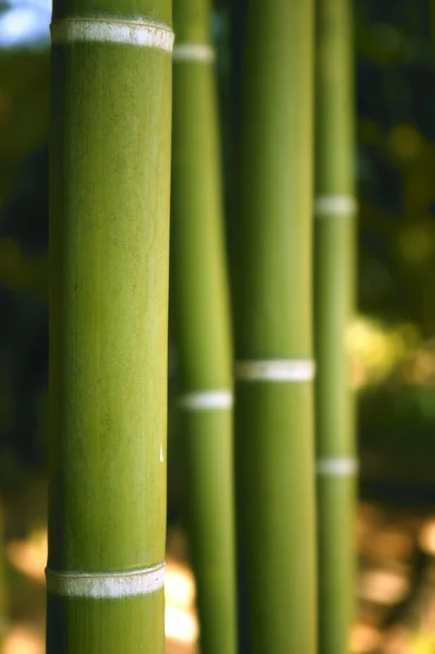 Plantation verte de canne à bambou — Photo