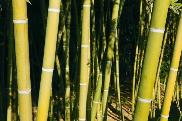 Бамбуковая тростниковая плантация — стоковое фото