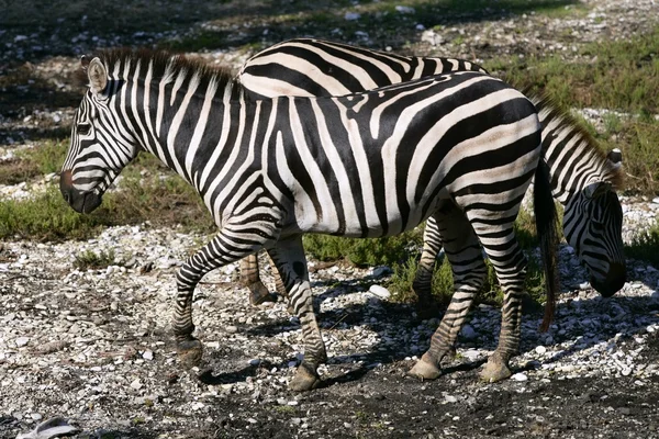 Schöne afrikanische Zebras im Freien — Stockfoto