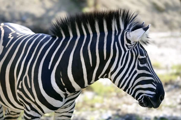 Gyönyörű afrikai zebra szabadtéri — Stock Fotó