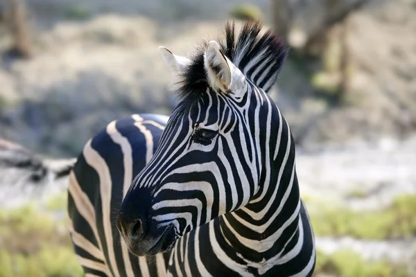 Belle africaine Zebra en plein air — Photo
