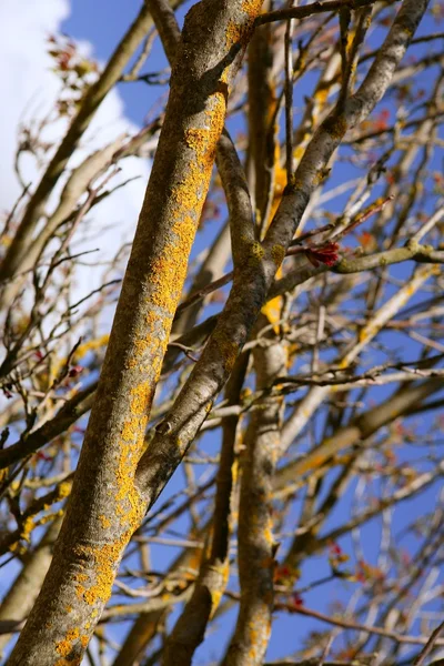 Erster Frühling roter Baumsprosse wächst — Stockfoto