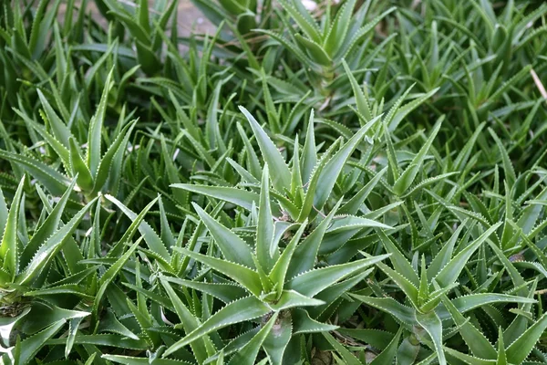 Fauna y flora naturales — Foto de Stock