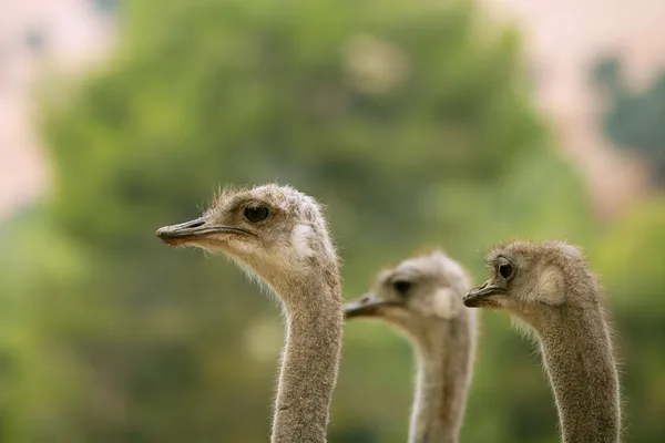 Ostrich portrait outdoor forest green trees — Stock Photo, Image