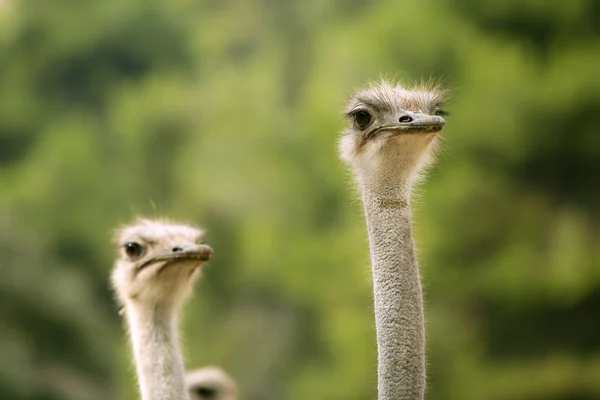 Retrato de avestruz floresta ao ar livre árvores verdes — Fotografia de Stock