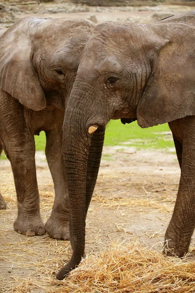 Afrikanska elefanter över lerjord med gräs i bakgrunden — Stockfoto