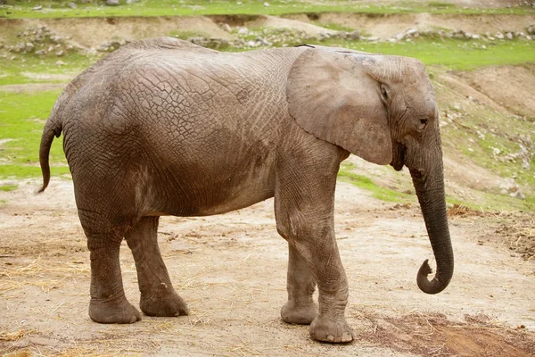 Słonie afrykańskie na gliniastych z trawy w tle — Zdjęcie stockowe
