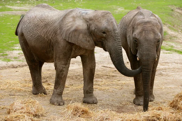 Afrikanische Elefanten über Lehmböden mit Gras im Hintergrund — Stockfoto