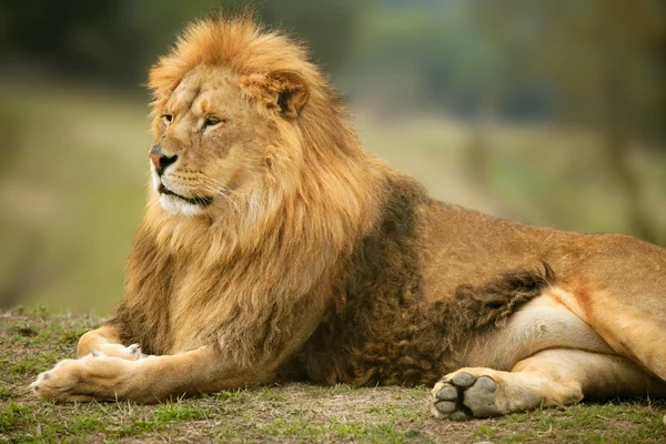 Bello leone selvaggio maschio animale ritratto — Foto Stock