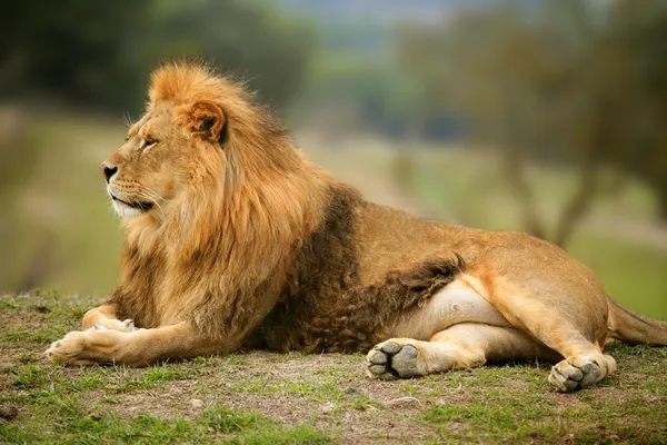 Животный портрет красивого льва — стоковое фото