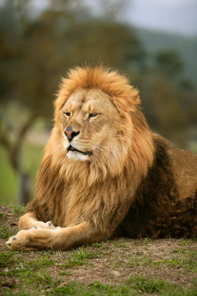 Όμορφη λιοντάρι άγρια αρσενικών ζώων πορτρέτο — Φωτογραφία Αρχείου