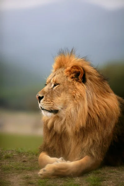 Güzel aslan vahşi erkek hayvan portre — Stok fotoğraf
