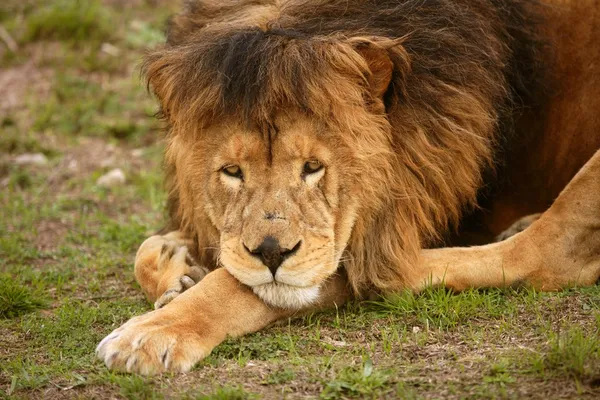 Güzel aslan vahşi erkek hayvan portre — Stok fotoğraf